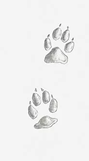 Black and white illustration of two Coyote (Canis latrans) paw prints