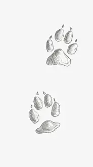 On The Move Prints: Black and white illustration of two Coyote (Canis latrans) paw prints