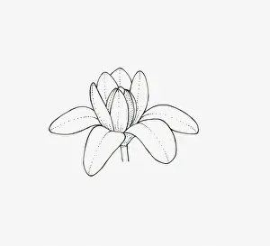 Black and white illustration of cup-and-saucer shaped Magnolia flower head