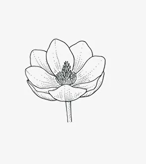 Black and white illustration of cup-shaped Magnolia flower head