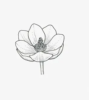 Stamen Prints: Black and white illustration of cup-shaped Magnolia flower head