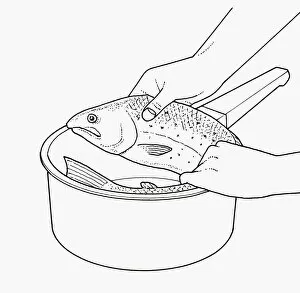 Images Dated 1st October 2009: Black and white illustration of curling large, whole fish to fit into saucepan