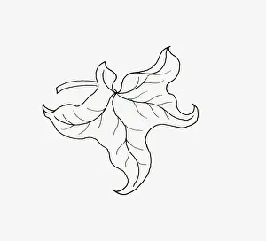 Black and white illustration of curly form Hedera (Ivy) leaf