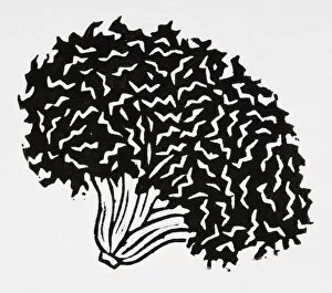 Black and white illustration of curly lettuce head