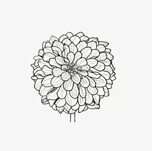 Black and white illustration of decorative form Dahlia flower head