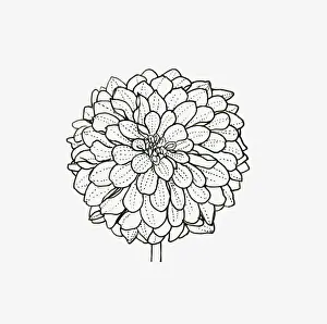 Dahlia Prints: Black and white illustration of decorative form Dahlia flower head