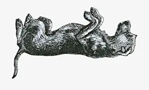 Lying On Back Prints: Black and white illustration of a dog in submissive position