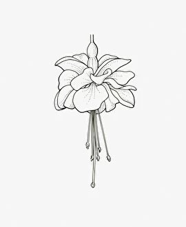 Black And White Illustration Gallery: Black and White Illustration of double form Fuchsia flower head
