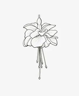 Stamen Prints: Black and White Illustration of double form Fuchsia flower head