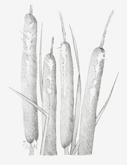 Images Dated 15th December 2011: Black and white illustration of dried bulrush heads that have split