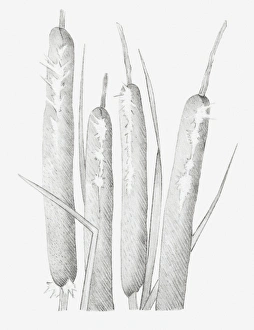 Images Dated 15th December 2011: Black and white illustration of dried bulrush heads that have split