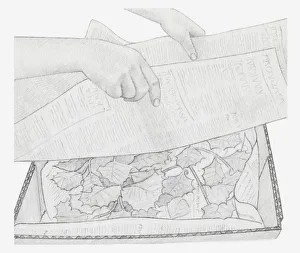 Images Dated 15th December 2011: Black and white illustration of dried leaves in box, being covered with newspaper