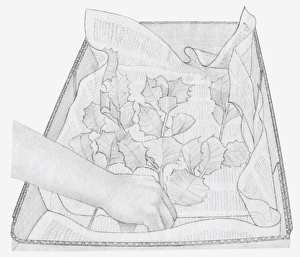 Images Dated 15th December 2011: Black and white illustration of dried leaves being placed in box
