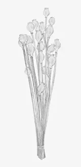 Papaver Prints: Black and white illustration of dried seed heads of Papaver sp. (Poppy)