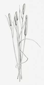 Images Dated 15th December 2011: Black and white illustration of dried stems of Typha sp. (Bulrush)