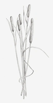 Images Dated 15th December 2011: Black and white illustration of dried stems of Typha sp. (Bulrush)