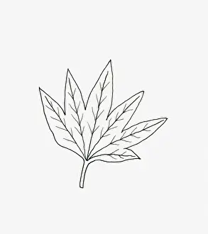 Leaf Vein Prints: Black and white illustration fan-shaped Hedera (Ivy) leaf