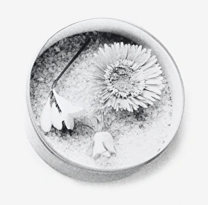 Images Dated 15th December 2011: Black and white illustration of flowers dried using silica gel (drying flowers using desiccant)