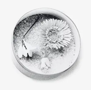 Black and white illustration of flowers dried using silica gel (drying flowers using desiccant)