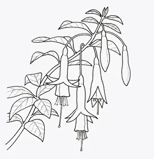 Fuchsia Prints: Black and white illustration of Fuchsia magellanica (Fuchsia), close-up
