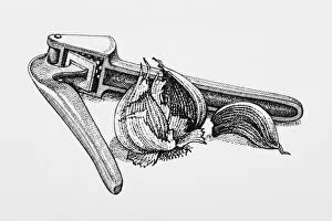 Black and white illustration of garlic and garlic press