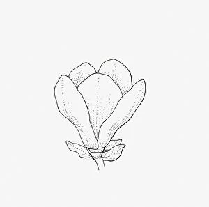 Images Dated 14th January 2009: Black and white illustration of goblet-shaped Magnolia flower head