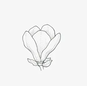 Magnolia Prints: Black and white illustration of goblet-shaped Magnolia flower head