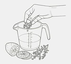 Images Dated 22nd January 2010: Black and white illustration of hand adding thyme to heatproof jug of water