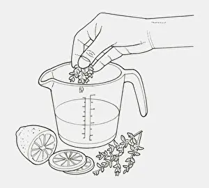 Homemade Prints: Black and white illustration of hand adding thyme to heatproof jug of water