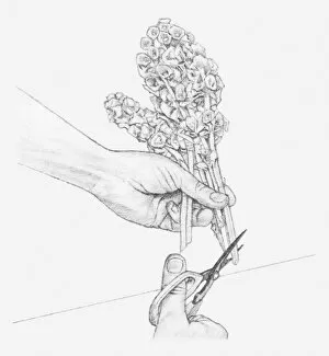 Images Dated 15th December 2011: Black and white illustration of hand cutting the ends of Moluccella stems at a sharp upward angle