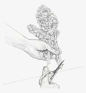 Mint Plant Family Prints: Black and white illustration of hand cutting the ends of Moluccella stems at a sharp upward angle (preserving flowers)