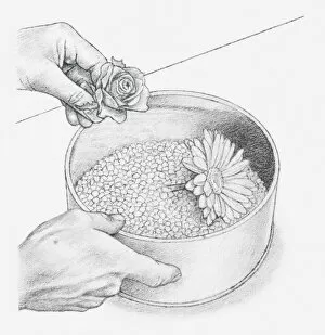 Images Dated 15th December 2011: Black and white illustration of hand placing flower heads, wired or with short stalks