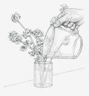 Images Dated 15th December 2011: Black and white illustration of hand pouring glycerine and water mixture in vase containing