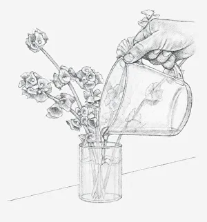 Images Dated 15th December 2011: Black and white illustration of hand pouring glycerine and water mixture in vase containing