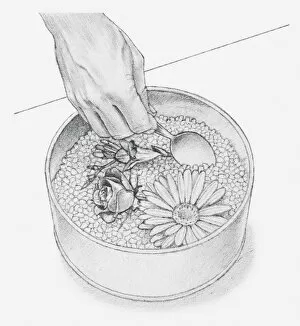 Images Dated 15th December 2011: Black and white illustration of hand using spoon to cover flower heads with silica gel crystals