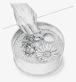 Spoon Prints: Black and white illustration of hand using spoon to cover flower heads with silica gel crystals