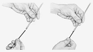 Images Dated 15th December 2011: Black and white illustration of hands lengthening a hollow stem
