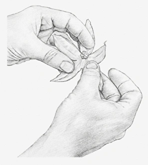 Images Dated 15th December 2011: Black and white illustration of hands opening a physalis flower
