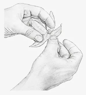 Chinese Lantern Prints: Black and white illustration of hands opening a physalis flower