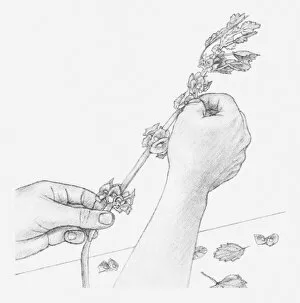Images Dated 15th December 2011: Black and white illustration of hands removing leaves and bracts from Moluccella stem