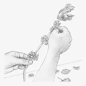 Removing Prints: Black and white illustration of hands removing leaves and bracts from Moluccella stem (preserving flowers)