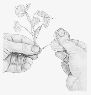 Dried Plant Prints: Black and white illustration of hands rubbing away the outer casings of an honesty seed head