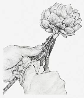 Images Dated 15th December 2011: Black and white illustration of hands wiring a dried globe artichoke