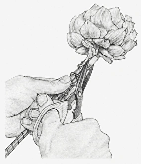 Images Dated 15th December 2011: Black and white illustration of hands wiring a dried globe artichoke