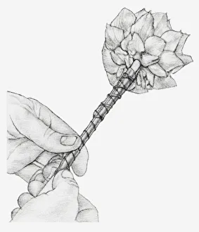 Images Dated 15th December 2011: Black and white illustration of hands wiring a dried globe artichoke