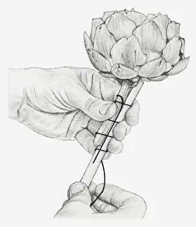 Images Dated 15th December 2011: Black and white illustration of hands wiring a dried globe artichoke