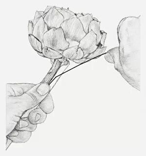 Images Dated 15th December 2011: Black and white illustration of hands wiring a dried globe artichoke