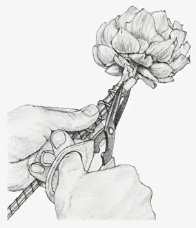 Cable Prints: Black and white illustration of hands wiring a dried globe artichoke