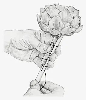 Cable Prints: Black and white illustration of hands wiring a dried globe artichoke