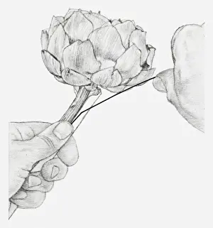 Black and white illustration of hands wiring a dried globe artichoke, with a piece of cane placed against the stem